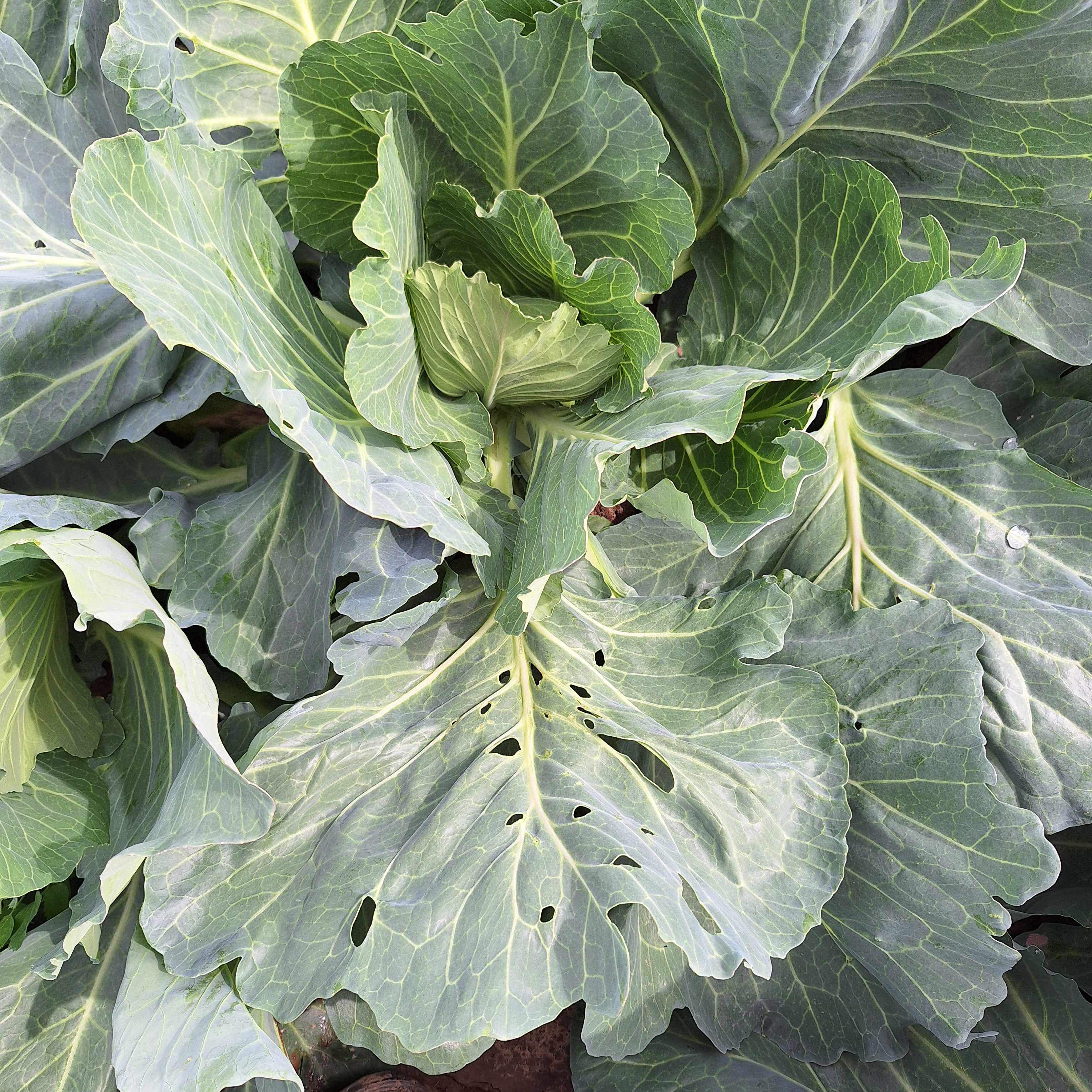 A cabbage plant with holes chewed in some of the leaves.